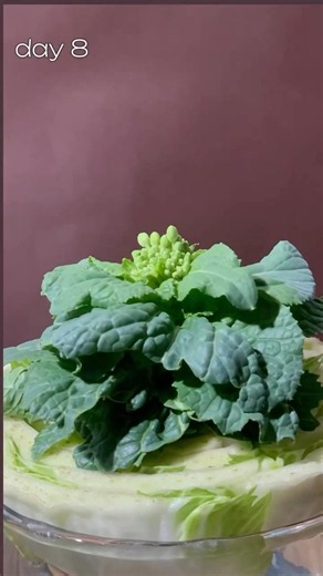 24 GÜNDE LAHANA FİLİZLENDİRME | Evde Su İçerisinde Lahana Bakımı #organikmeyve #plants