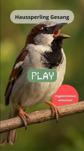 🐦 Haussperling Gesang – Vogelstimmen erkennen & Stadtvögel bestimmen
