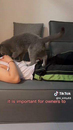 Cat Life Cycle: Understanding the Five Stages of a Cat's Life