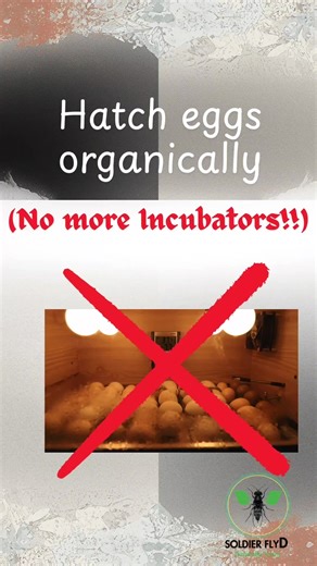 Organic egg hatching without incubators 🐣 This natural poultry method improves hatch rates, reduces stress on hens, and keeps your flock healthy, no electricity needed. Perfect for smallholder and regenerative farmers. #OrganicPoultry #NaturalHatching #NoIncubator #PoultryFarming #SustainableFarming