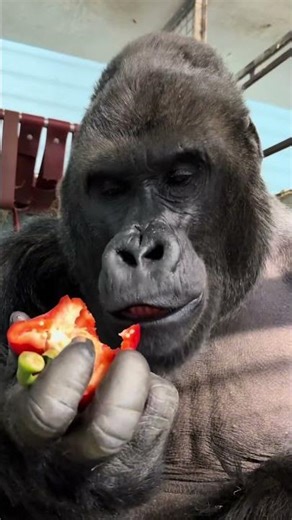 Gorilla Feeding 🦍 | Power Behind Every Bite