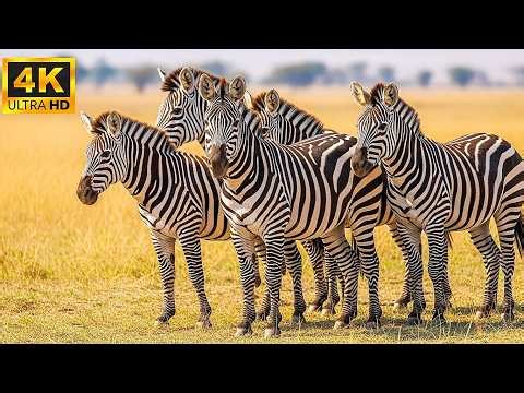 Beautiful Animal World in 4K 🌿 Relaxing Wildlife Scenes with Soothing Music