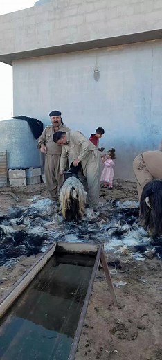 Sheep Shearing Process: Traditional Techniques in Action