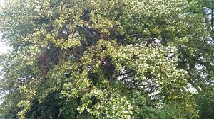 DID YOU KNOW? - The Anacua Tree is also known as the Sandpaper Tree because the leaves are covered in little bumps that are very rough to the touch, just like sandpaper. - Around the warmer spring and summer months you can spot the Anacua Tree covered in white flowers and more than likely surrounded by pollinators like bees and butterflies! - These flowers will soon turn into sweet yellow to orange berries for a variety of wildlife to enjoy! | Quinta Mazatlan World Birding Center