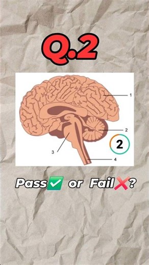 Don’t Skip These! ❌ 3 Diagrams CBSE Asks Every Year
