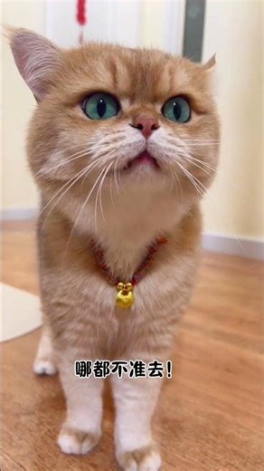 Yuanbao - Who’s the boss in this family?! #Yinabao#Wonderful#NutritiousPaste#ChattyCat#MyBigFacedCat