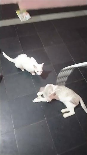 chintu running to catch thread so cute#shorts