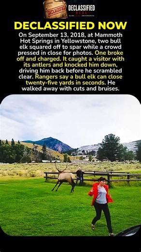 A Bull Elk Ran Him Down