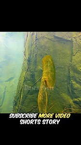 16K views · 217 reactions | #shorts #viral #movieexplainedinhindi #shorts #reelsviralシ #yreelsvideo #hindimovieexplained #shortsviraltrick #shortsvideos #movieexplainedinhindiscifi #hindimovieexplained #shortsvideos | Explained Clip's | Facebook