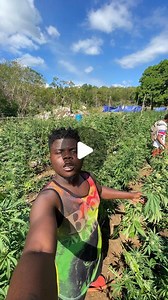 Wode Maya®️ | I Went To A Ganja Farm In Jamaica 🇯🇲 | Instagram
