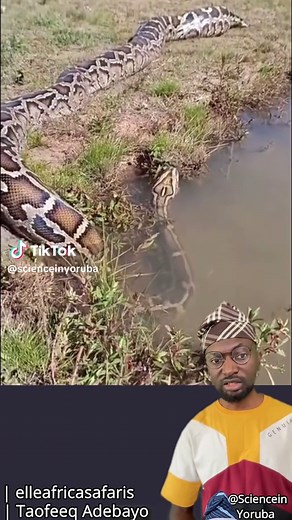 Exploring the African Rock Python and Burmese Python