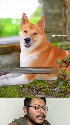 Discover these characteristics of dogs