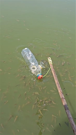Botol untuk jebak ikan#fishing
