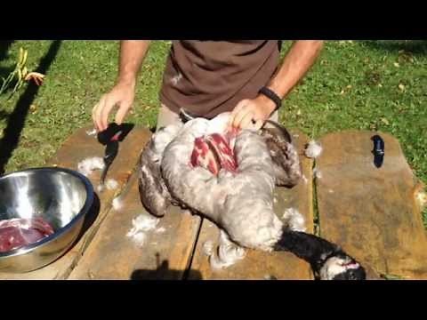 How to Clean a Goose