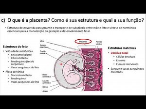 Aspectos Morfofuncionais da Placenta