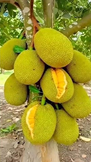 🌱 How to Propagate Jackfruit Tree Easily | Live Gardening Tutorial | Root Within Days!