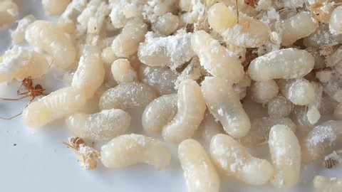 clip-4011359477-red-ant-eggs-on-container