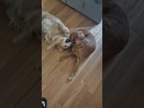 Max vs Harper. Who won? ‪@Laurawolf6056‬ ‪@AlphaevolvedTyrannogod2002‬ ‪@yoshieee16‬ ‪@Movie_WhisperWolf‬