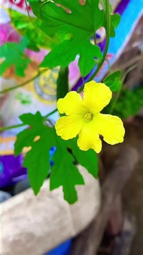 Bitter melon flower #plants #nature #flowers #fragrance #plantlover