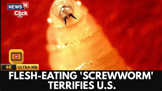 #WATCH | A case of potentially deadly flesh-eating screwworm parasite has been detected in a person in the US for the first time in years, the US Department of Health and Human Services confirmed on Sunday. #UnitedStates #Health #HumanServices (Video Source: Reuters) | News18
