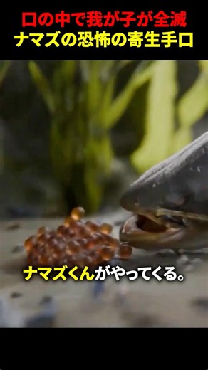 口の中で我が子が全滅。ナマズくんの恐怖の寄生手口 #海外 #shorts