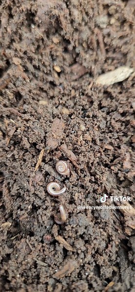 I love seeing all the allotment residents busy on a spring day! #garden #growyourown #gardening #allotment #growyourownfood #nature #wildlife #organicgardening #insects #bugs #creepycrawlies