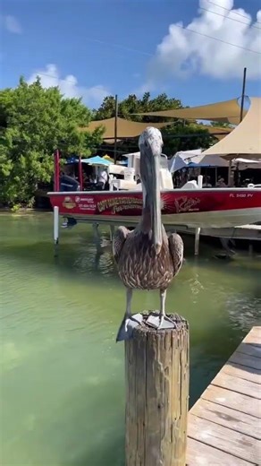 Enjoy this unique experience of feeding the tarpons in... #Shorts #floridatravelguide
