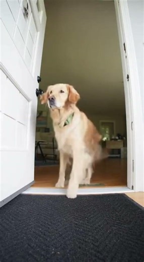Bell Ring, Door Stare: A Dog's Tiny Dilemma