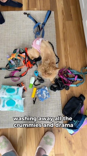 "I can't control my tinkles, but I can organize my surroundings instead" -cappy #dailyvlog #orangecat #fallvibes #paresis #youcandoit #organize | Katie Beth Miedaner