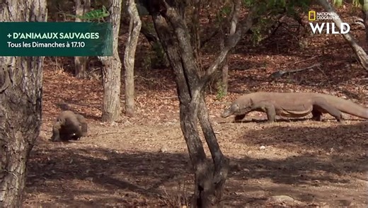 L'accouplement chez le dragon de Komodo