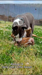 Richmond Animal Care and Control is full of so many dog friendly dogs right now, we just had to highlight a few! Do you have a dog and looking for a friend? Or is your house a little toooo quiet and looking to adopt a pair of bff’s?? No doubt we can find you a perfect match❤️ We are open 12-4pm tomorrow, or email Christy.hemsworth@rva.gov to schedule a meet and greet! If you have a current dog(s) be sure to bring them with you! | Richmond Animal Care & Control