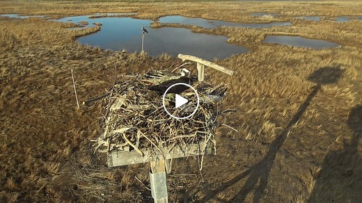 Osprey Cam -  Boston, MA
