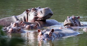 Pablo Escobar's hippos keep multiplying