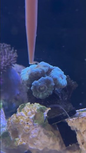 Corals eating food #reeflife