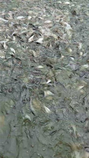 The fish look so beautiful. #fishing #fish #shorts