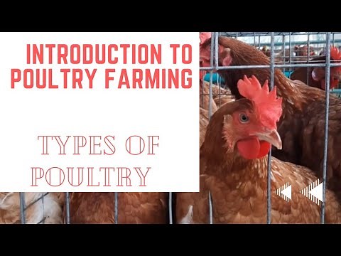 Introduction to Poultry Farming / Types of Poultry Farming