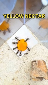 #usareels #ANTS #Bugs | Lights.Camera.Ants