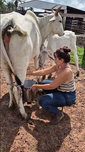 How Farmers Milk a Cow 🐄 | Real Dairy Farm Life | Fresh Cow Milking Process #villagelife #farming