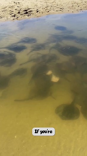 Protect Yourself from Stingrays with Rayguard Reef Boots!