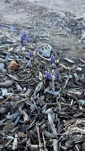 🚨 New! The Saffron Growers Academy is here 🚨We’ve had so many questions about growing saffron that we simply can’t keep up with them all in the comments anymore… so we created a dedicated space just for YOU. 🌱Inside Saffron Growers Academy (our exclusive paid community), you’ll get:💛 Step-by-step guidance on planting, caring for, and harvesting saffron💛 Answers to YOUR questions directly from us💛 Tips you won’t find in our public posts💛 A place to connect with other growers just like youI