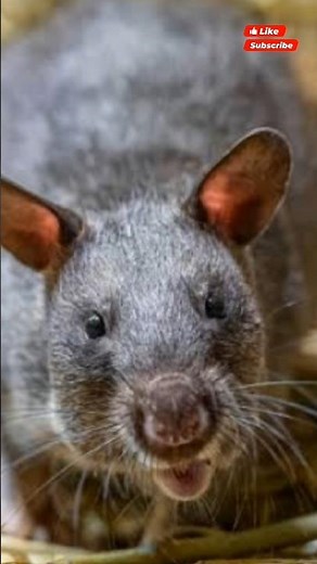 Wow, this rat is huge! Have you ever seen one like this? 😱 #rats #rat #big