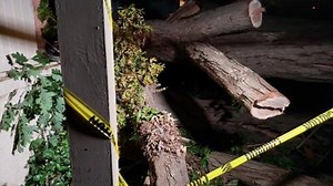 Tropical Storm Zeta sends trees toppling across north Georgia