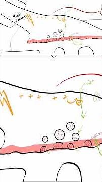 Key features of the pre-synaptic terminal of the neuromuscular junction.