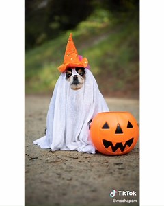 How was your Halloween 😍 Here's some Halloween throwbacks 😉 See watermark to identify copyright | TikTok