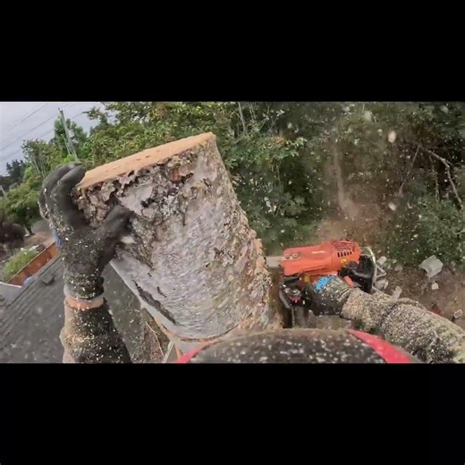Echo cs-355t chunking down a birch. #Dead standing #crunchy #tree. #fun #chainsaw #asmr #satisfying
