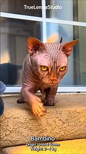 6 Smallest Cat Breeds You’ve Probably Never Seen #TrueLensiaStudio #SmallestCats #RareCats #TinyCats