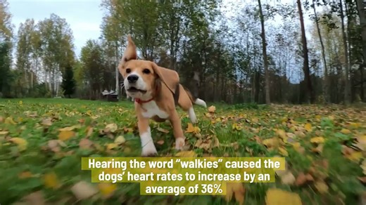 The 5 words all dogs love to hear the most