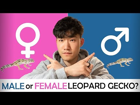 How to Tell If Your Leopard Gecko Is Male or Female