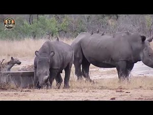 Craziest Wild Dog Attacks Ever Caught On Camera #wildanimals | Animal Documentary #180