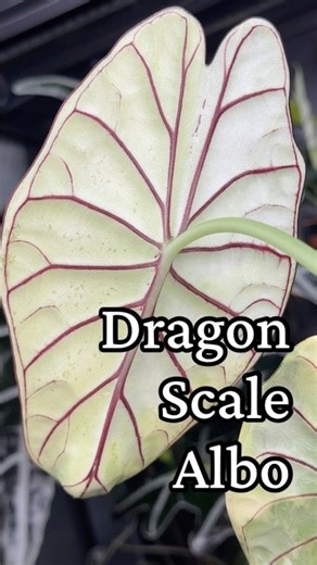 Alocasia Dragon Scale Albo